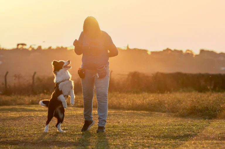 Dog jumping up attentively beside its handler in a sunset field