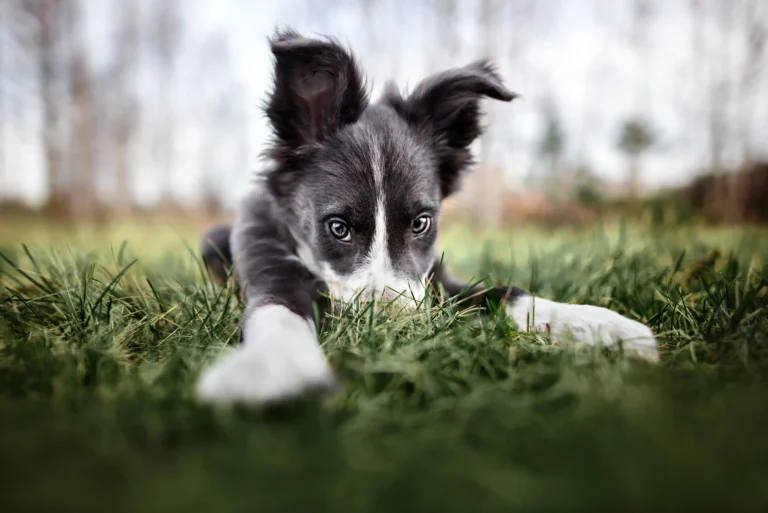 Border collie puppy stretching playfully in the grass